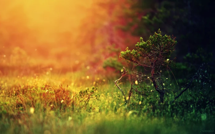 green treee grass field wallpaper landscape depth of 2k