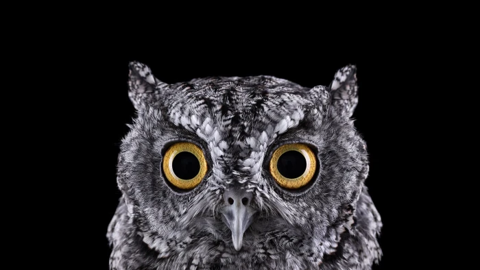 grey owl selective focus photograph of face photography 63 2k