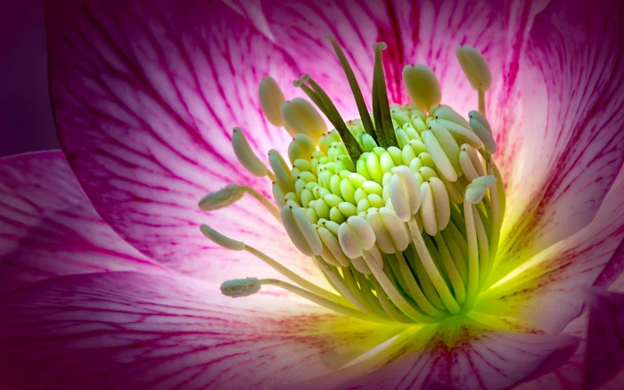 Hellebore Pink Flower Macro Photography Wallpapers Hd 2k 4k