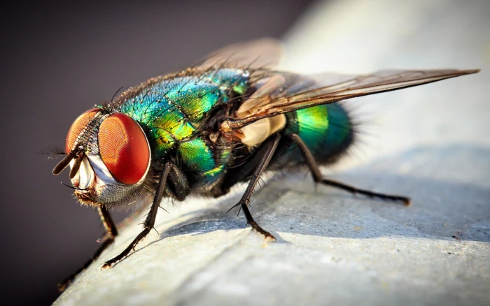 Insect Common Green Bottle Fly Macro Photo Desktop Wallpapers For Computers Laptop Tablet And Mobile Phones 2k 4k