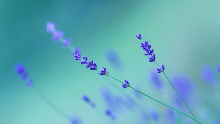 lavender blurry flower purple flowers english 2k 4k