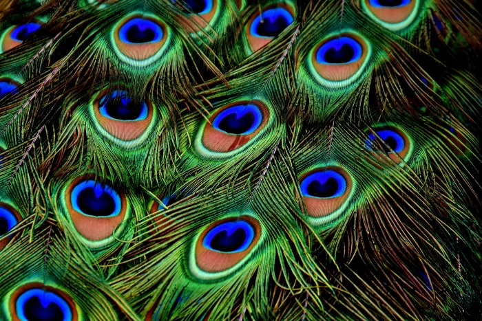 macro photograph of peacock feathers plumage iridescent animal 2k 4k