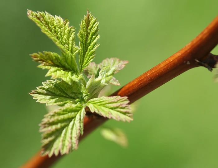 macro photography green leaves raspberry shoot plants nature 2k