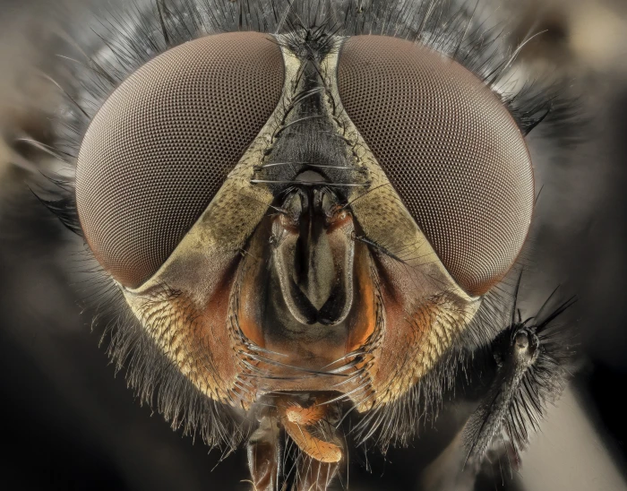 macro photography of black fly insect closeup bees animal body part 2k 4k