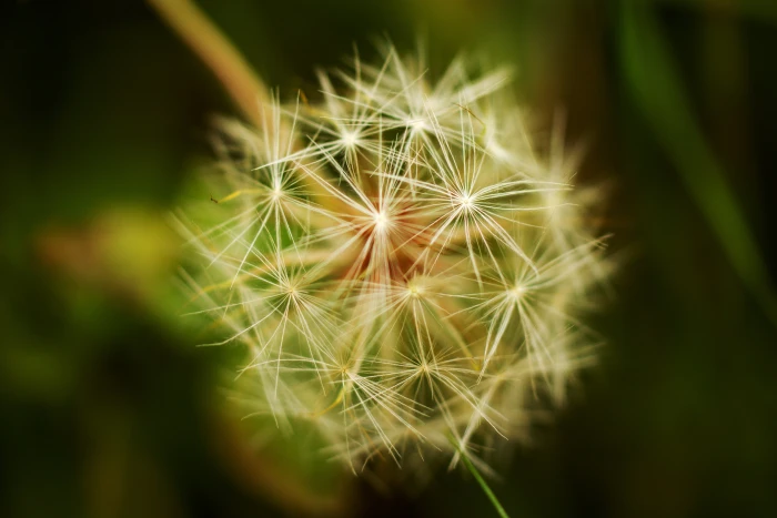macro photography of dandelion nature countryside 2k 4k 5k
