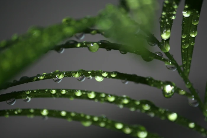 macro photography of green plant with dew drops nature bird 2k
