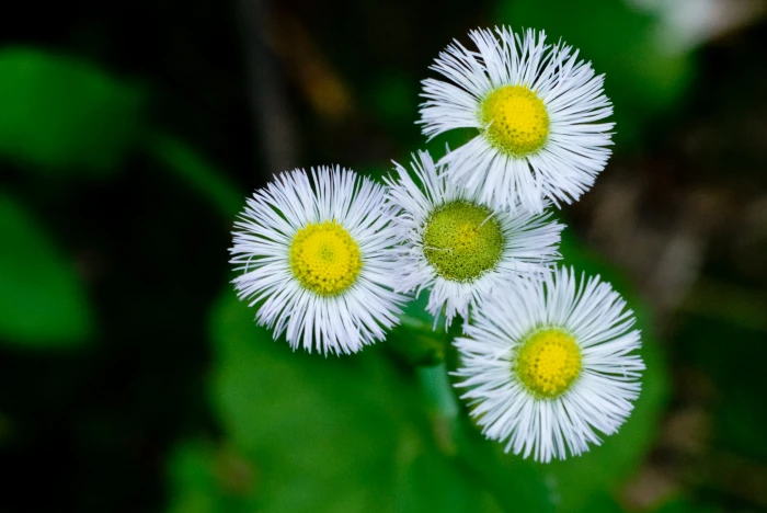 macro photography of petal flowers daisy White Daisy 2k