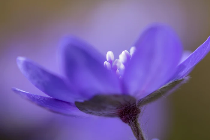 macro photography of purple petal flowers Up close Botaniska tr dg rden 2k 4k 5k