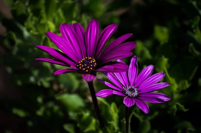 macro photography of two purple petaled flowers nature plant 2k