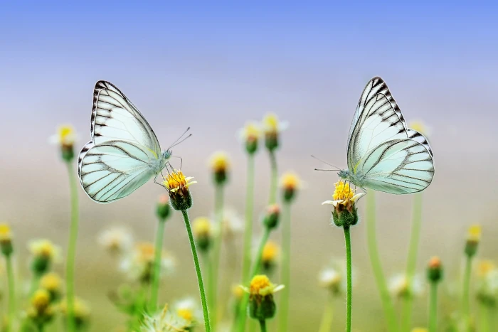 macro photography of two white butterflies perched on yellow petaled flower 2k 4k 5k