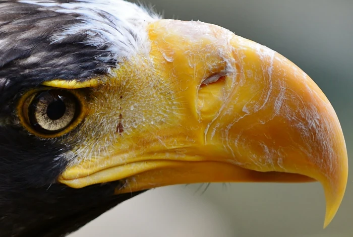 macro shot of american eagle Extreme Close up National Aviary 2k