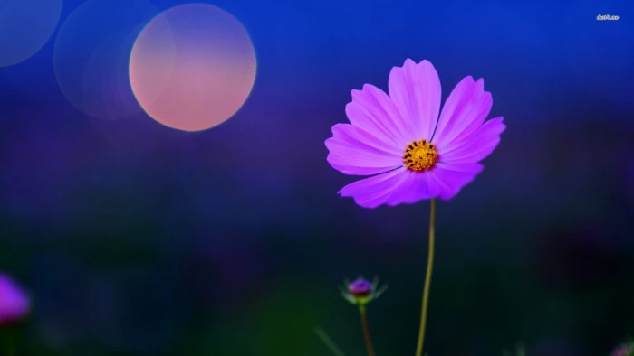 macro shot of purple flower flowers bokeh pink Cosmos 2k