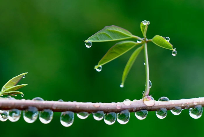macro shot photography after the rain drops nass wet Bokeh 2k