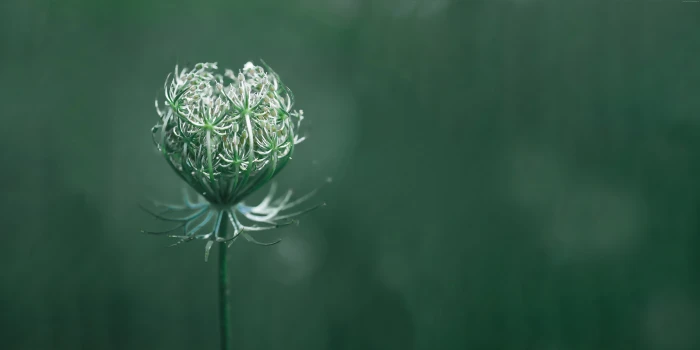 macro green flower plant close up color beauty in nature 2k 4k 5k 8k 10k