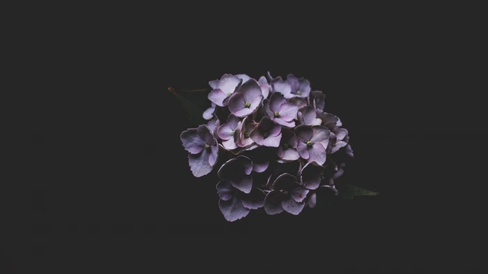 macro plants flowers lilac dark minimalism 2k