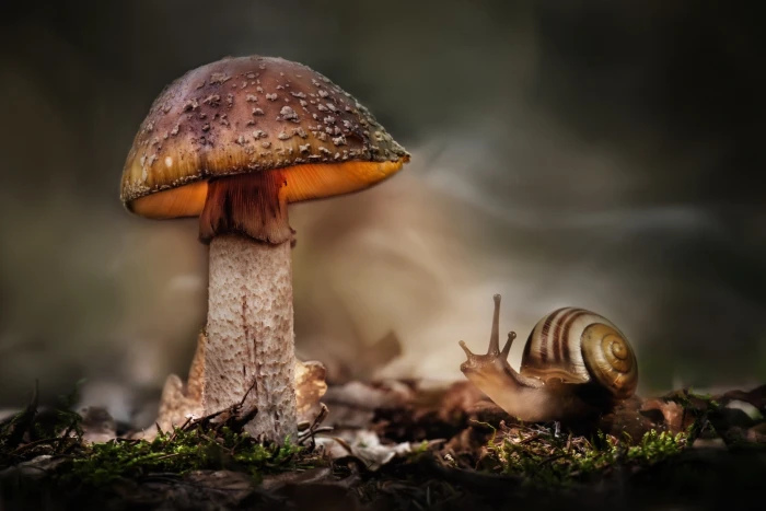 macro snail mushroom HDR vegetable fungus food close up 2k