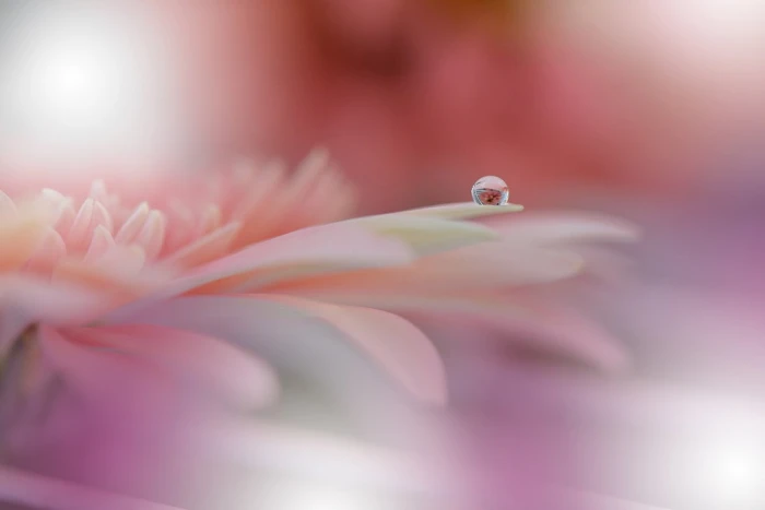 men s black shirt macro plants water drops flower flowering plant