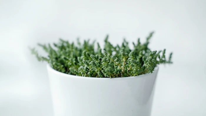 minimalism photography plants white macro bright material minimal 2k