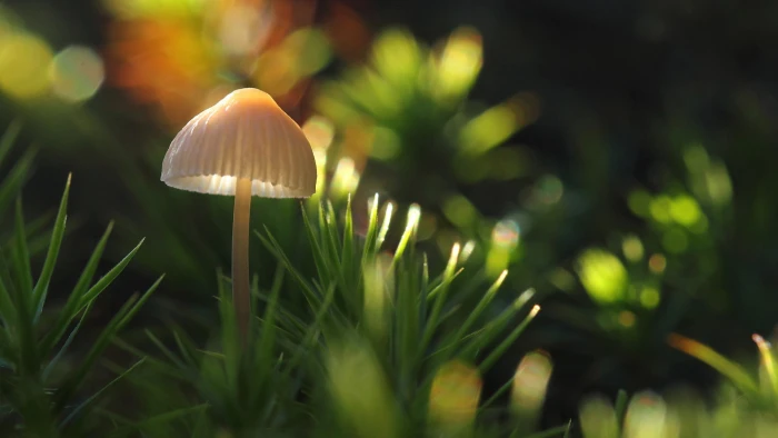 Mushroom Fungus Macro HD white mushroom nature 2k