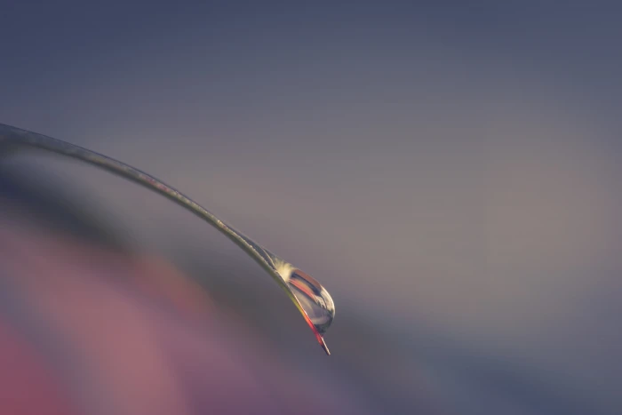 photography of water tear drop on green leaf Windows droplet 2k 4k