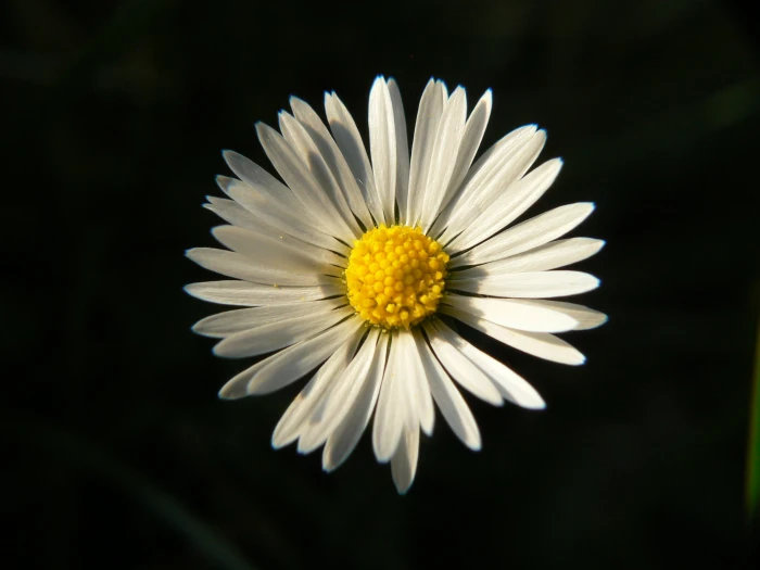 photography of white daisy tiny Flower plants macro 2k