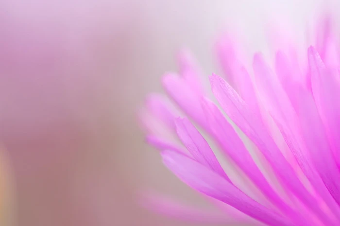 pink Color nature plant petal flower Head close up