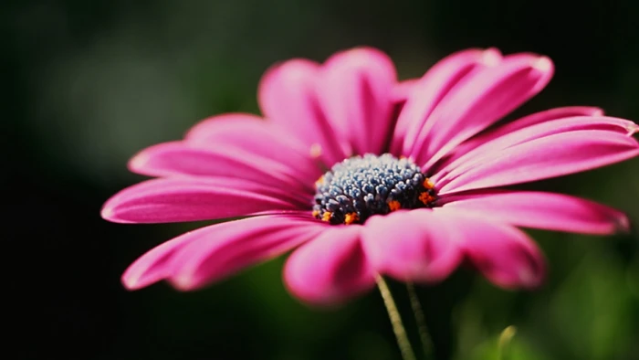 pink flower flowers nature macro daisy plant 2k