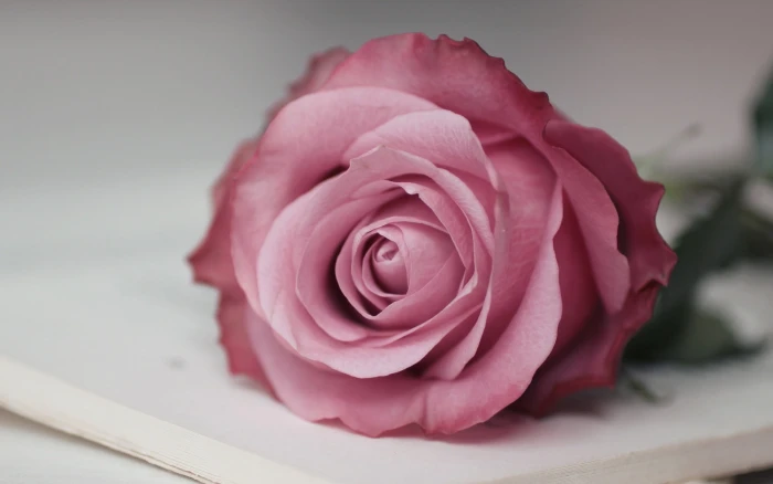 Pink Rose Macro Flower 2k