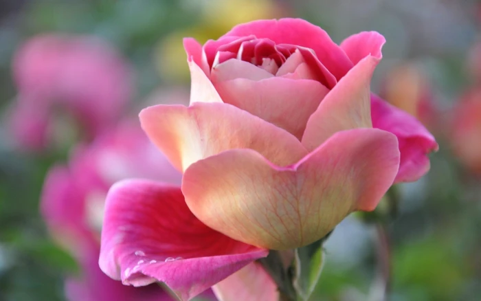 Pink rose petals bud macro close up 2k