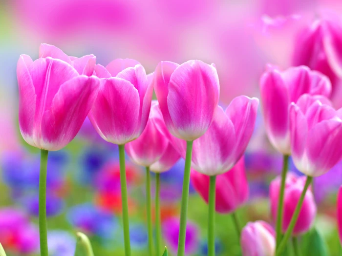 pink tulip flowers tulips nature plant springtime Color 2k 4k 5k