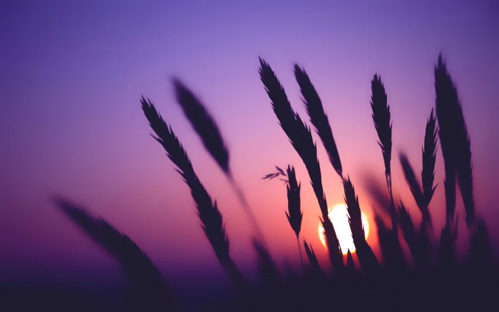 plant silhouette photography of grass during sunset 35 2k