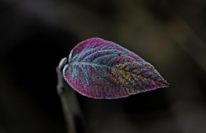 purple and blue leaf untitled macro leaves plants nature 2k