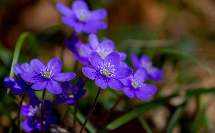 Purple Hepatica Spring Flowers Macro purple petaled flowers 2k 4k 5k