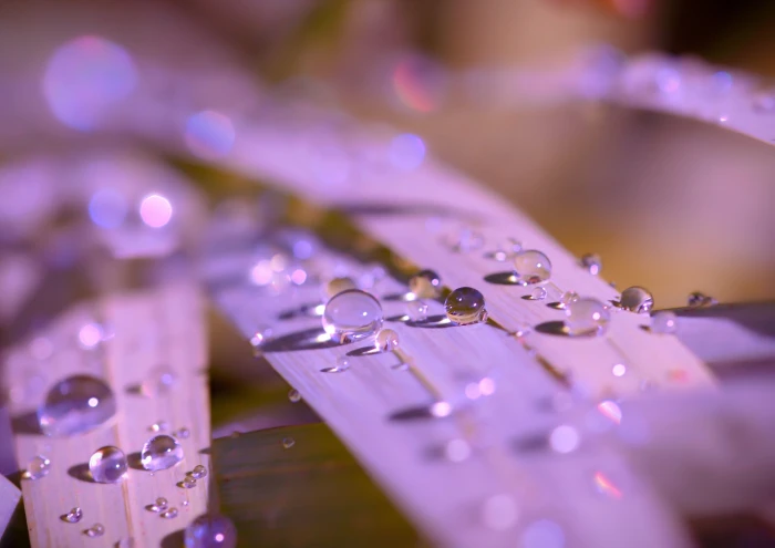 purple leaf with water drops liquid abstract backgrounds nature 2k 4k