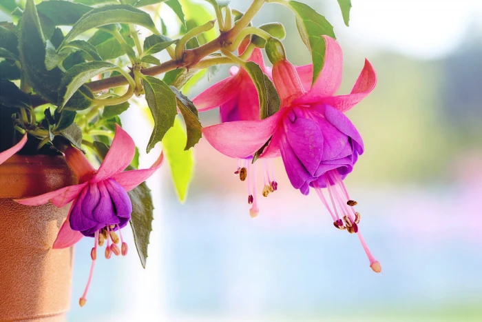 purple petaled flower fuchsia wind chime flowers macro pink 2k 4k