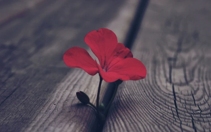 red 3 petaled flower selective color photo of 2k