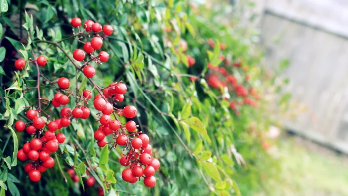 red and green leaf plant nature macro berries plants depth of field 2k
