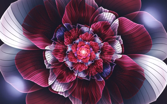 red and white flower illustration macro shot photography of 2k