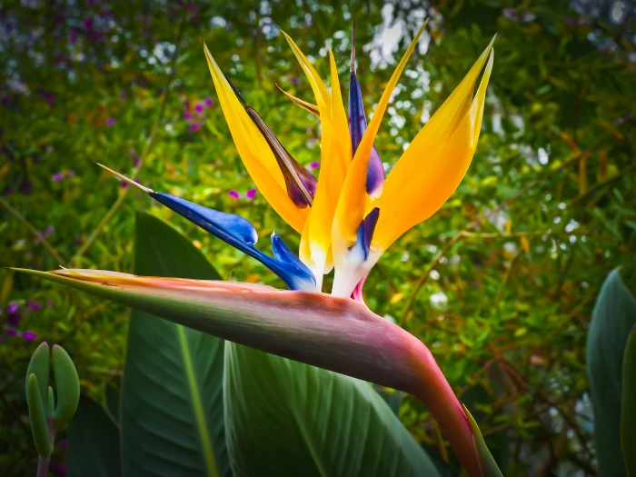 selective focus photography of birds paradise flower bird 2k 4k 5k