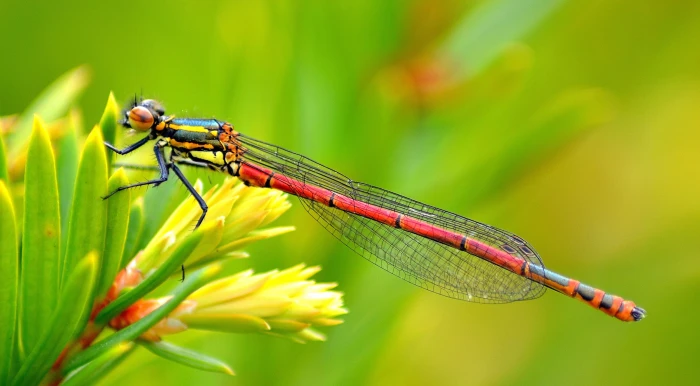 selective focus photography of red firefly damselfly 2k 4k