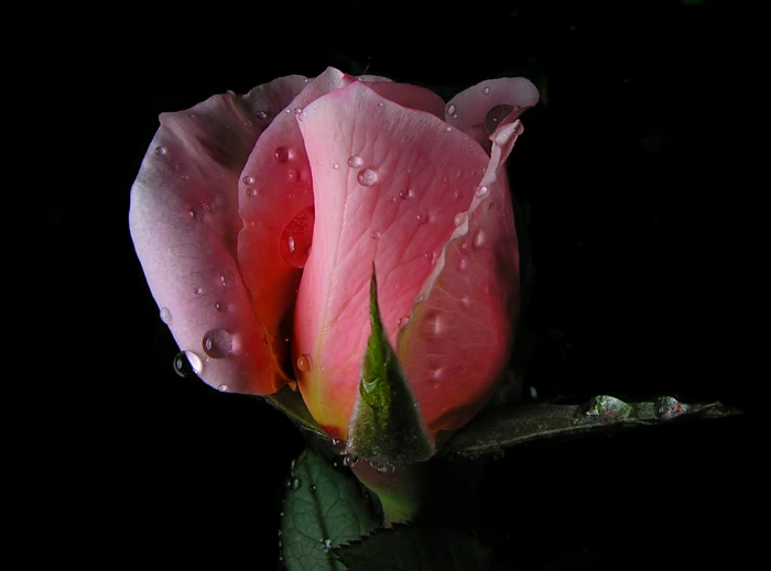 shallow focus of pink rose drops water point shoot 2k