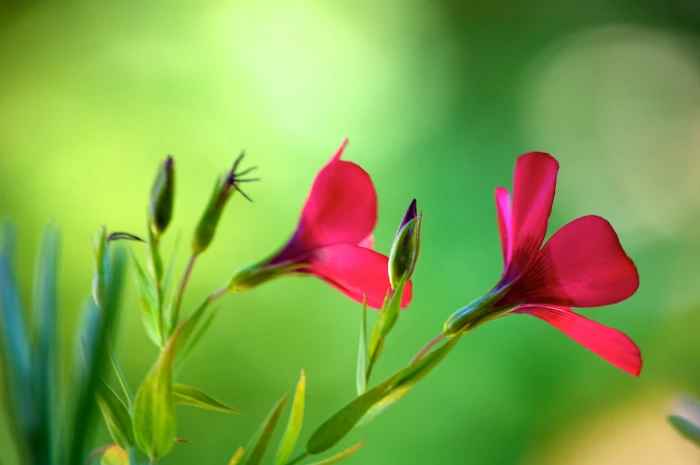 shallow focus photography of two pink flowers nature garden 2k