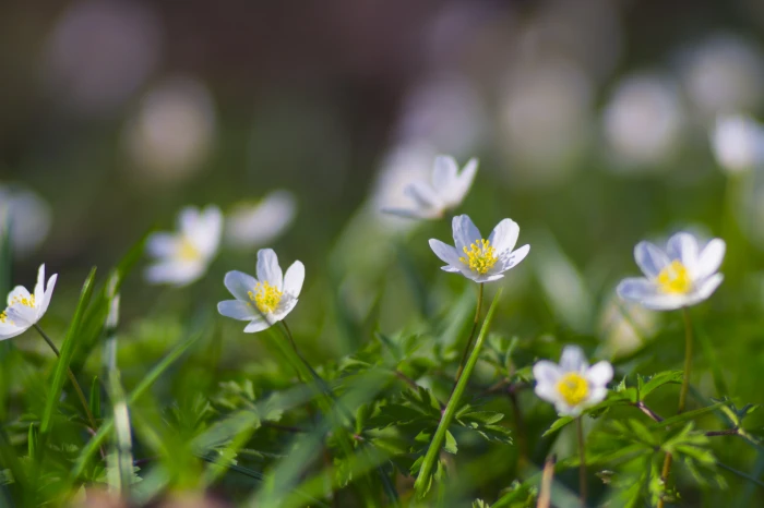 shallow focus photography of white daisy flowers Spring colors 2k 4k 5k