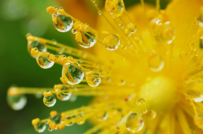 shallow focus photography of yellow flower Enchanted drops