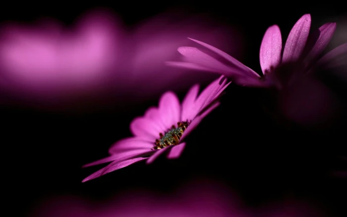 nature flowers purple macro plants pink 2k