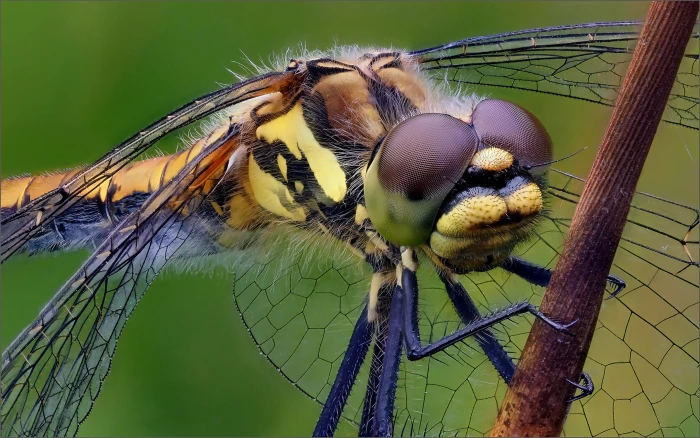 Simpetrum Dane Black Dent Female Macro Photo Wallpapers For Desktop And Mobile Phones 76 2k 4k