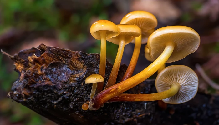 six yellow mushrooms on black tree branch in macro lens photography 2k