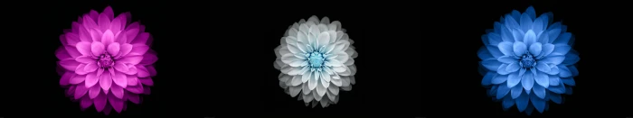 three assorted color flower wallpaper flowers black simple background 2k 4k 5k