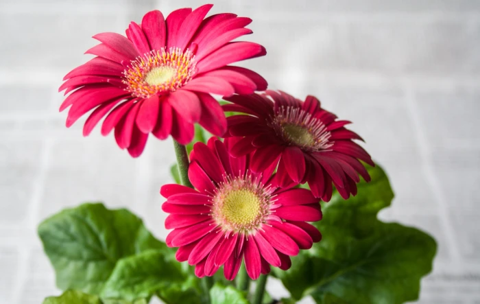 three red daises flower summer garden nature gerbera spring 2k