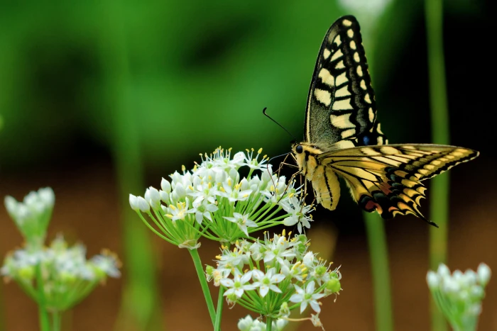 tiger swallowtail butterfly on white flower leek 2k